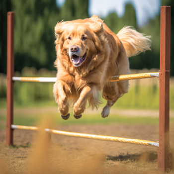 Treinamento-de-golden-retriever