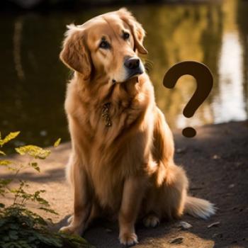 curiosidades-sobre-o-golden-retriever